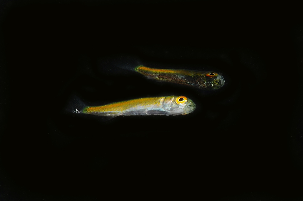 juvenile Liza cf. ramada